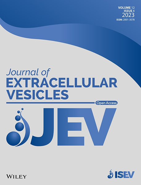 Convection and Extracellular Matrix Binding Control Interstitial Transport of Extracellular Vesicles